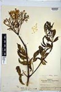 Sambucus cerulea image