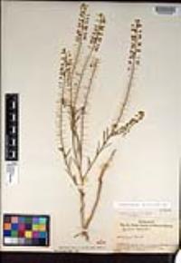 Lepidium virginicum image