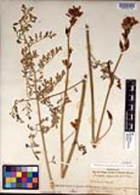 Ehrendorferia chrysantha image