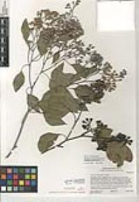 Eucalyptus polyanthemos image