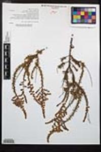 Adenostoma fasciculatum image