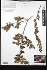 Rhamnus crocea image