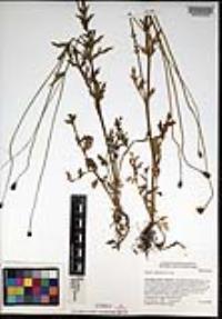 Papaver californicum image