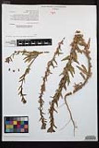 Camissoniopsis robusta image
