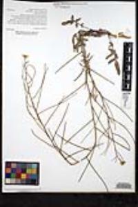 Sisymbrium orientale image