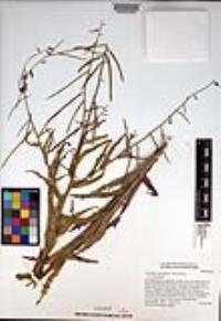 Caulanthus heterophyllus var. heterophyllus image
