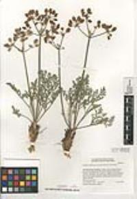 Lomatium mohavense image