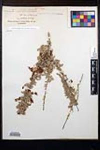 Senegalia greggii image