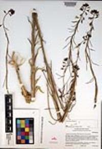 Caulanthus heterophyllus var. heterophyllus image