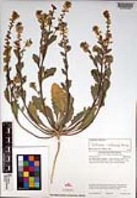 Dithyrea californica image