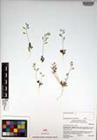 Draba cuneifolia image