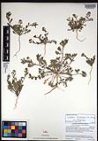 Lepidium lasiocarpum image