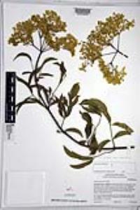 Sambucus cerulea image