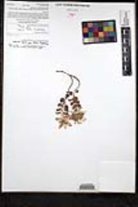 Monardella nana subsp. arida image