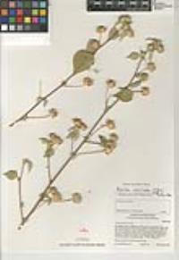 Abutilon abutiloides image