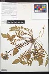 Chylismia claviformis image