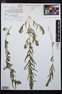 Epilobium densiflorum image