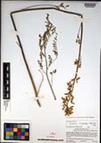 Ehrendorferia chrysantha image