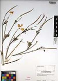 Eschscholzia californica image