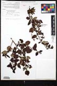 Ceanothus oliganthus var. orcuttii image