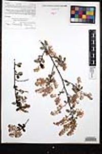Ceanothus tomentosus image