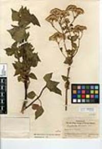 Ageratina adenophora image