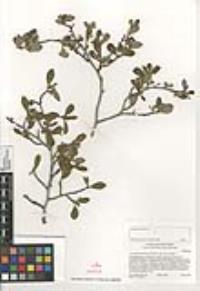 Cercocarpus montanus image