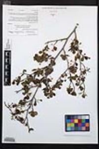 Cercocarpus minutiflorus image