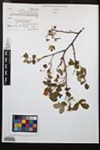Rosa californica image