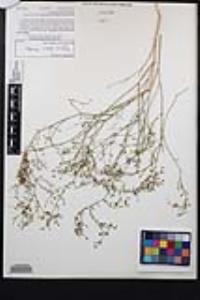 Fagonia laevis image