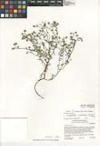 Cryptantha utahensis image