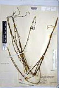 Chlorogalum parviflorum image