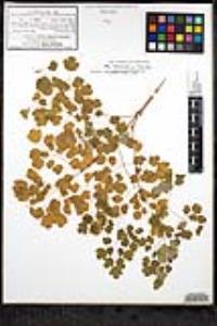 Thalictrum peninsulare image