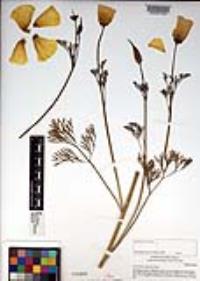 Eschscholzia californica image