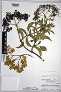 Sambucus cerulea image