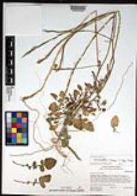 Hirschfeldia incana image