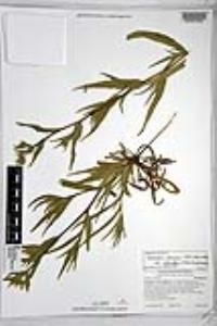 Amsinckia intermedia image