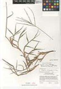 Digitaria ciliaris var. ciliaris image