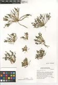 Claytonia exigua image