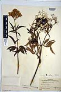 Sambucus nigra subsp. caerulea image