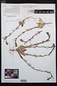 Camissoniopsis pallida subsp. pallida image