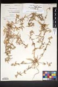 Muhlenbergia rigens image