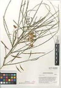 Parkinsonia aculeata image