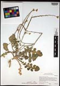 Hirschfeldia incana image