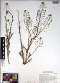Descurainia pinnata subsp. glabra image