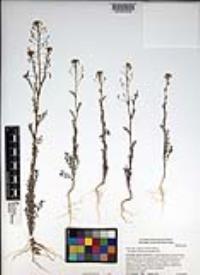 Descurainia pinnata subsp. glabra image