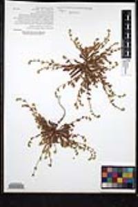 Plagiobothrys collinus var. fulvescens image