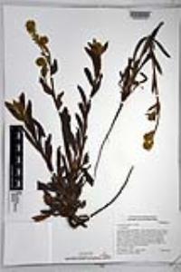 Amsinckia tessellata image