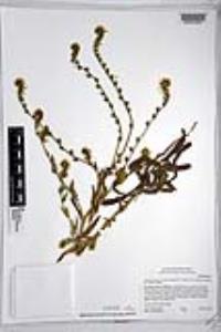 Amsinckia intermedia image