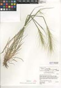 Elymus elymoides subsp. brevifolius image